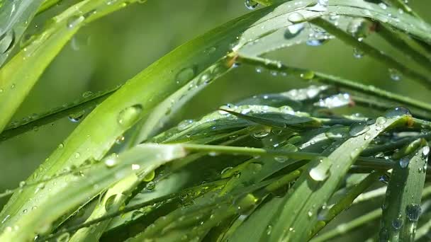 Hierba Verde Naturaleza Con Gotas Lluvia — Vídeo de stock