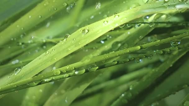 Yeşil Çimenler Yağmur Damlalarıyla Birlikte — Stok video