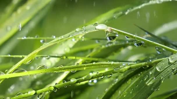 Hierba Verde Naturaleza Con Gotas Lluvia — Vídeo de stock