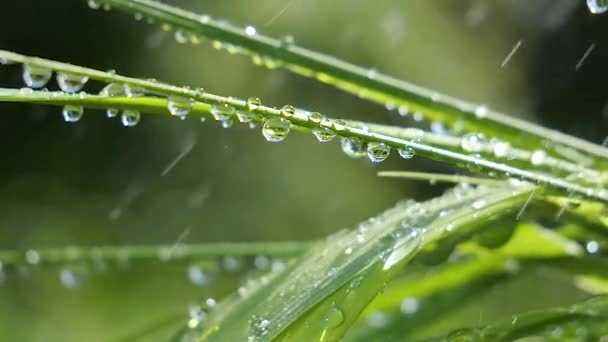 Hierba Verde Naturaleza Con Gotas Lluvia — Vídeos de Stock