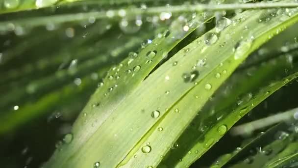 Hierba Verde Naturaleza Con Gotas Lluvia — Vídeos de Stock