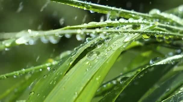 Groen Gras Natuur Met Regendruppels — Stockvideo