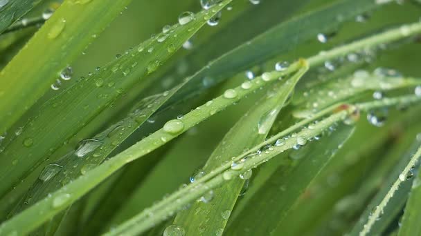 Hierba Verde Naturaleza Con Gotas Lluvia — Vídeo de stock