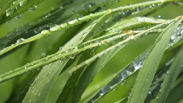 Hierba Verde Naturaleza Con Gotas Lluvia — Vídeo de stock