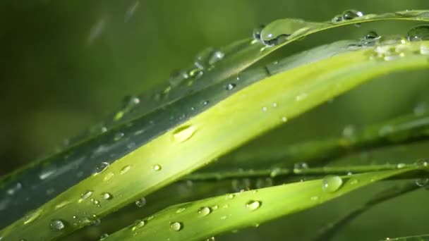 Hierba Verde Naturaleza Con Gotas Lluvia — Vídeos de Stock