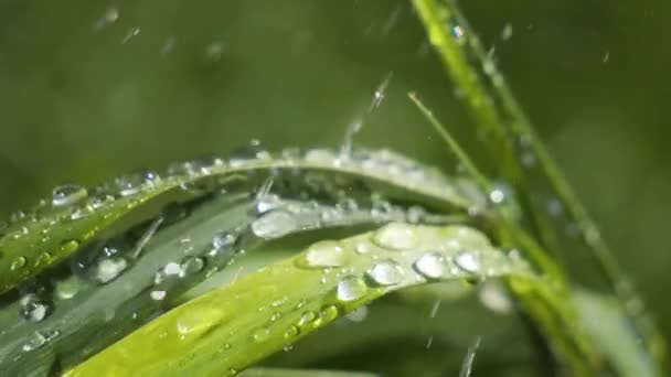 Hierba Verde Naturaleza Con Gotas Lluvia — Vídeos de Stock