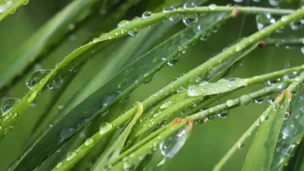 Grama Verde Natureza Com Gotas Chuva — Vídeo de Stock