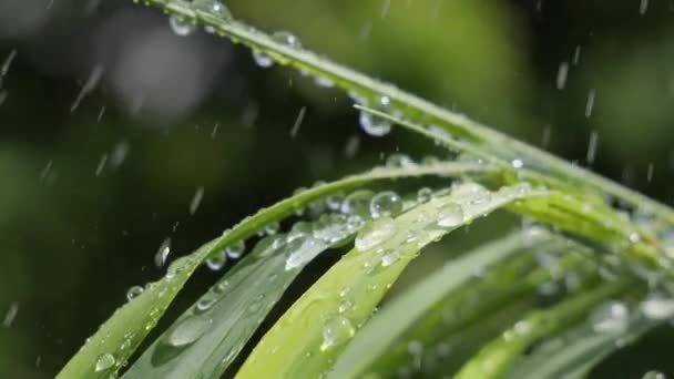 Herbe Verte Dans Nature Avec Des Gouttes Pluie — Video