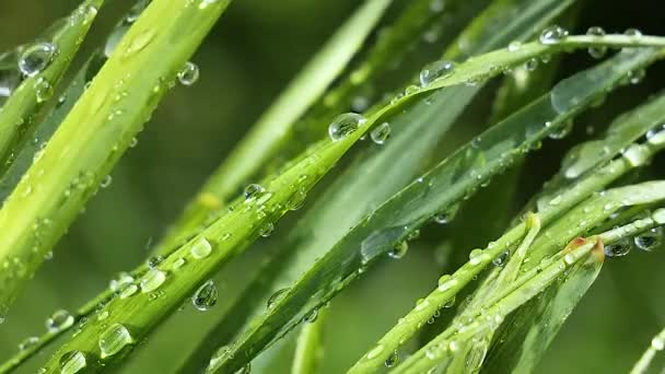 Green Grass Nature Raindrops — Stock Video