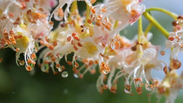 Colore Castano Natura Primo Piano — Video Stock