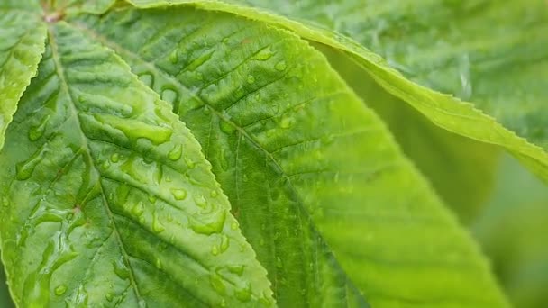 Grünes Blatt Mit Regentropfen Sommer Der Natur Entwickelt Sich Wind — Stockvideo