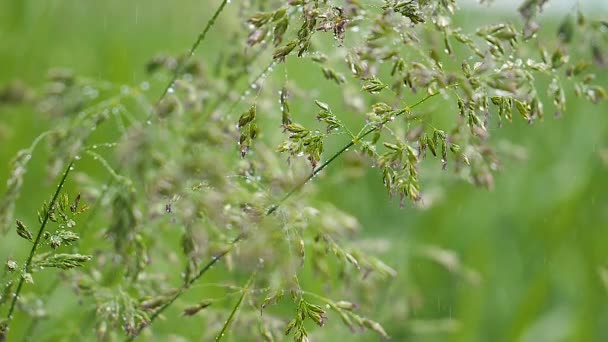 Herbe Verte Dans Nature Avec Des Gouttes Pluie — Video