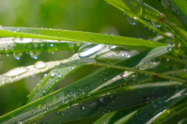 Yeşil çimenler yağmur damlalarıyla birlikte