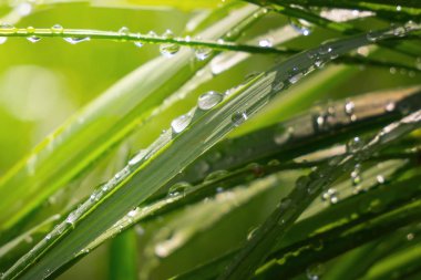 Yeşil çimenler yağmur damlalarıyla birlikte