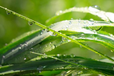 Yeşil çimenler yağmur damlalarıyla birlikte