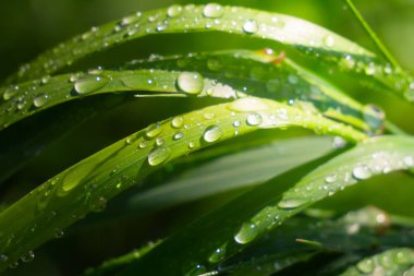 Yeşil çimenler yağmur damlalarıyla birlikte