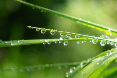Yeşil çimenler yağmur damlalarıyla birlikte