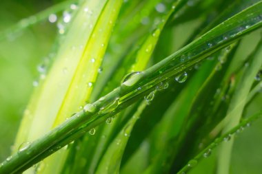 Yeşil çimenler yağmur damlalarıyla birlikte