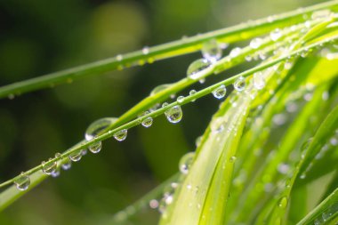 Yaz aylarında çimenlerde uğur böceği yakın çekim alanında