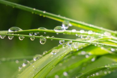 Yeşil çimenler yağmur damlalarıyla birlikte