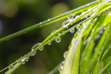 Yaz aylarında çimenlerde uğur böceği yakın çekim alanında