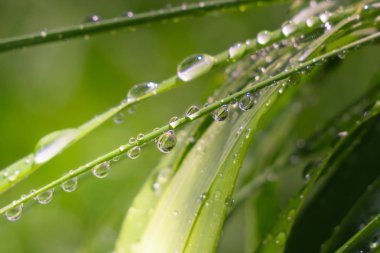 Yeşil çimenler yağmur damlalarıyla birlikte