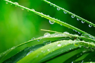 Yeşil çimenler yağmur damlalarıyla birlikte