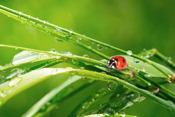 フィールドクローズアップで夏の草の上のレディバグ — ストック写真