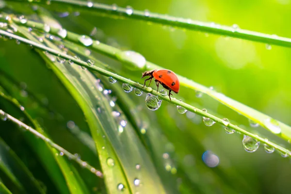 Kumbang Kecil Rumput Musim Panas Lapangan Close — Stok Foto