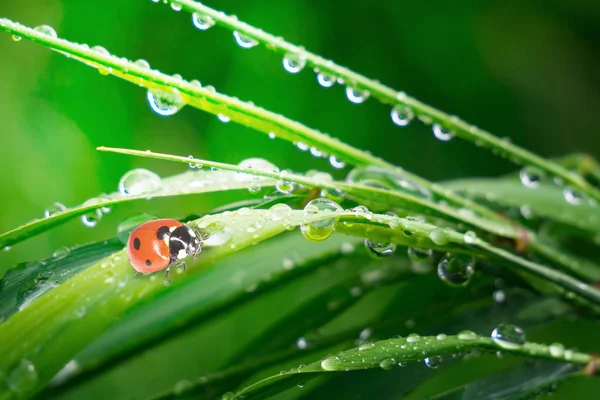 フィールドクローズアップで夏の草の上のレディバグ — ストック写真