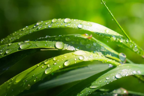 Grama Verde Natureza Com Gotas Chuva — Fotografia de Stock