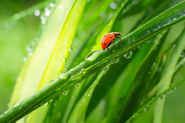 Ladybug Grass Summer Field Close Stock Image