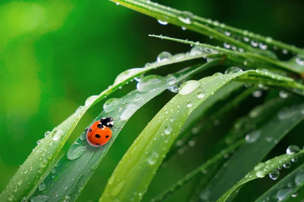 Ladybug Grass Summer Field Close Stock Picture