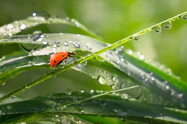 Green Grass Nature Raindrops Royalty Free Stock Images