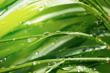 Yeşil çimenler yağmur damlalarıyla birlikte