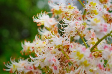 doğada kestane rengi yakın çekim