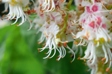 doğada kestane rengi yakın çekim
