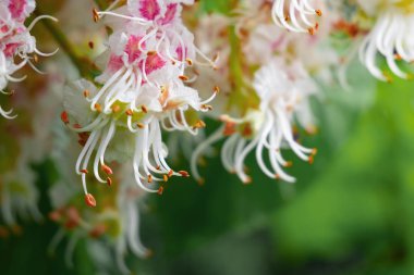 doğada kestane rengi yakın çekim