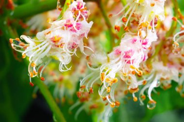 doğada kestane rengi yakın çekim