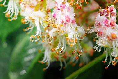 doğada kestane rengi yakın çekim