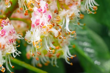 doğada kestane rengi yakın çekim