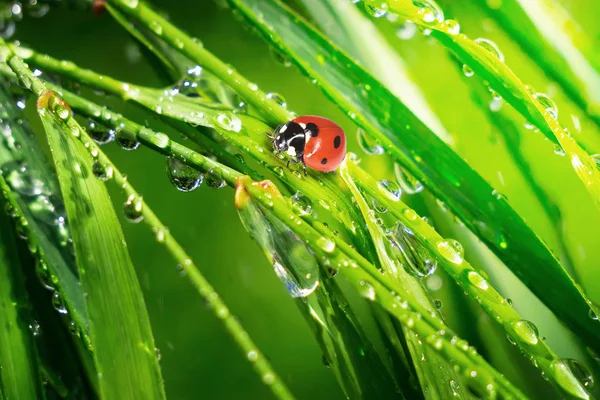 Ladybug Grass Summer Field Close — Stock Photo, Image