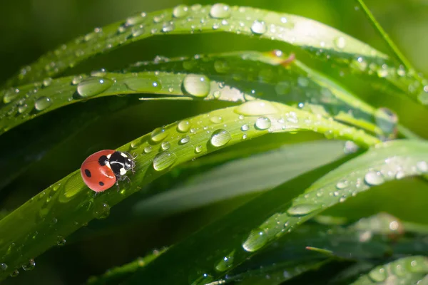 Coccinella Sull Erba Estate Nel Campo Primo Piano — Foto Stock