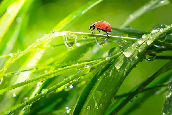 Marienkäfer Auf Gras Sommer Feld Aus Nächster Nähe — Stockfoto