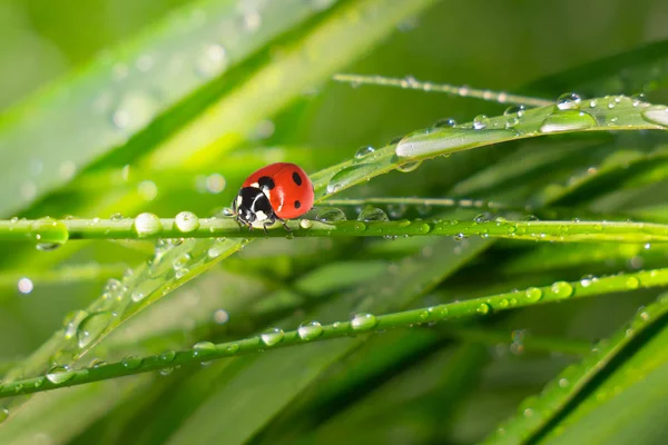 Ladybug Grass Summer Field Close Stock Image