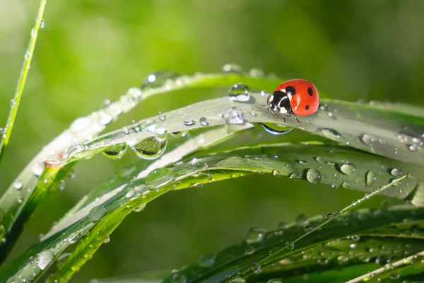 Ladybug Grass Summer Field Close Royalty Free Stock Images