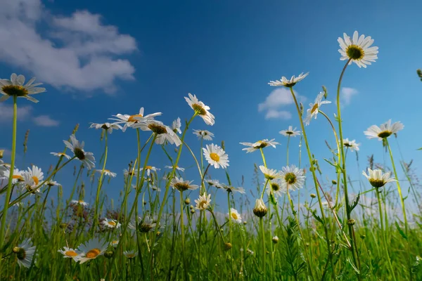 Chamomiles Summer Field Close Stock Picture