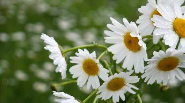 Yaz alanında chamomiles yakın çekim