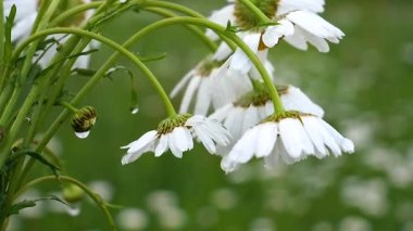 Yaz alanında chamomiles yakın çekim