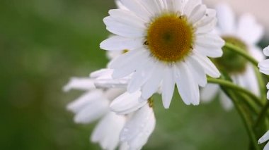 Yaz alanında chamomiles yakın çekim